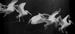 1882marey_fliegenderpelikan_pd