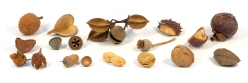 Fundstücke aus der Natur geben Anlass zum Gestalten